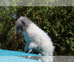 Small #22 Poodle (Toy)