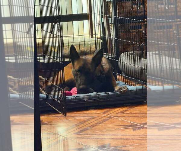 Medium Photo #12 Mutt Puppy For Sale in Imlay City, MI, USA