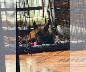 Callisto FKA Nili - Located In Texas - Female Mutt Dog for Adoption - Photo #12
