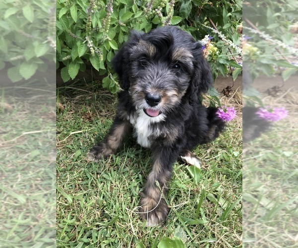 Medium Photo #2 Bernedoodle Puppy For Sale in AUGUSTA, WV, USA