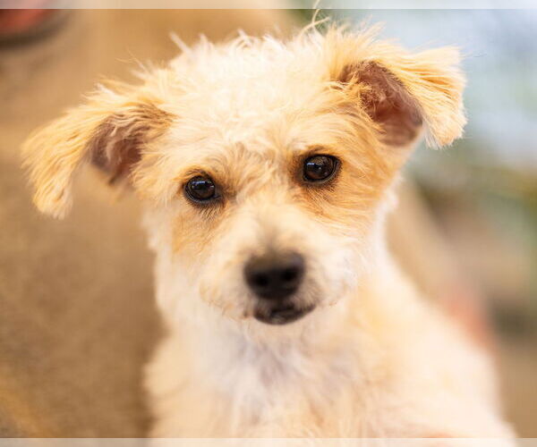 Medium Photo #4 Mutt Puppy For Sale in oakland, FL, USA