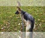 Small Photo #1 German Shepherd Dog Puppy For Sale in LAKEVILLE, OH, USA