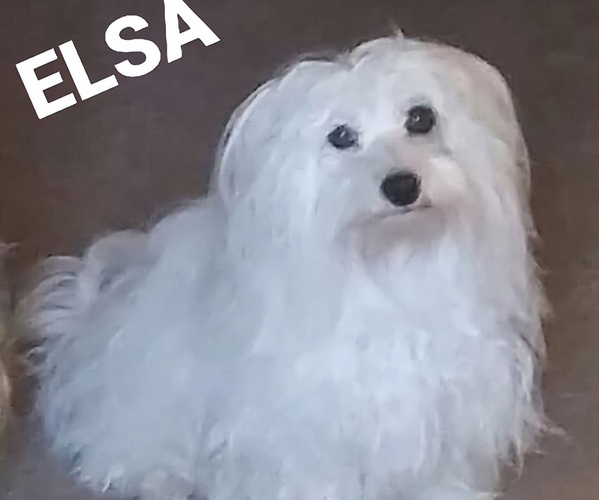 Medium Photo #1 Coton de Tulear Puppy For Sale in MESA, AZ, USA