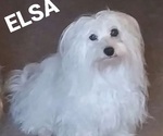 Small Photo #1 Coton de Tulear Puppy For Sale in MESA, AZ, USA