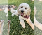 Small Photo #1 Goldendoodle Puppy For Sale in CHARLOTTE, NC, USA
