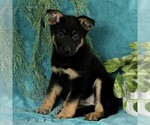 Small Photo #1 German Shepherd Dog Puppy For Sale in PARADISE, PA, USA