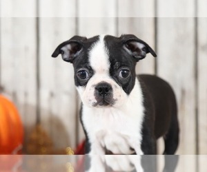 Boston Terrier Puppy for sale in MOUNT VERNON, OH, USA