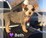 Small Photo #1 Australian Cattle Dog Puppy For Sale in TOPPENISH, WA, USA