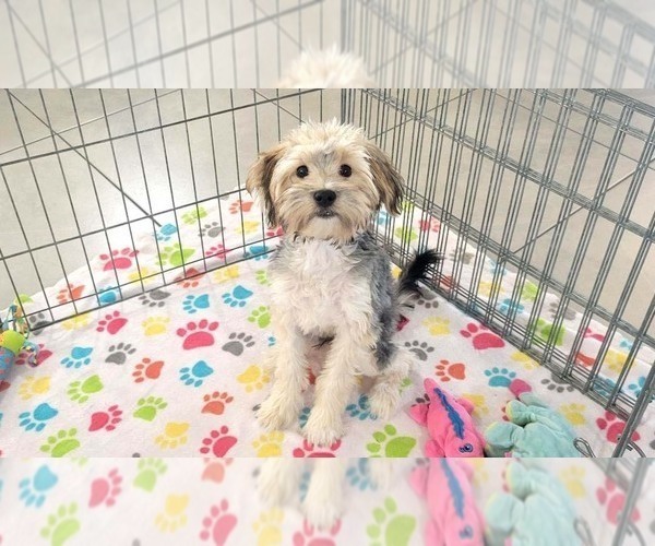 Medium Photo #9 Morkie Puppy For Sale in ORO VALLEY, AZ, USA