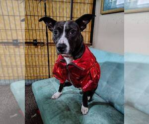 Mutt Dogs for adoption in Utica, NY, USA