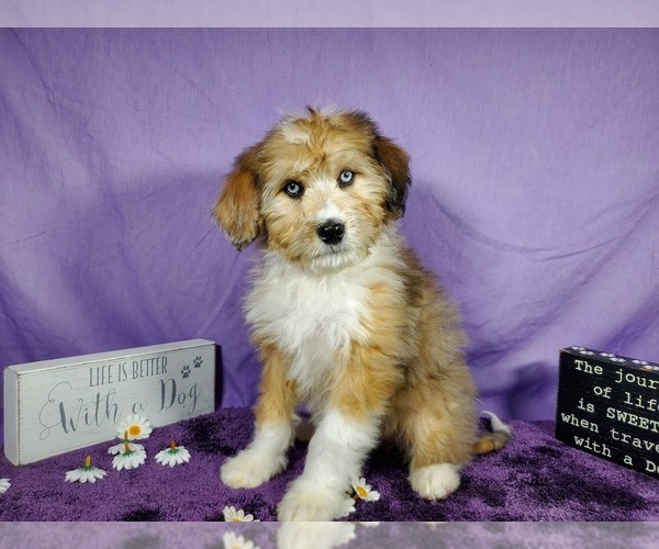 Medium Photo #1 Bernedoodle-Poodle (Toy) Mix Puppy For Sale in BLACK FOREST, CO, USA