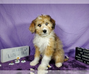 Bernedoodle-Poodle (Toy) Mix Puppy for Sale in BLACK FOREST, Colorado USA