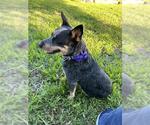 Small Mutt
