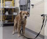 Small Golden Retriever Mix