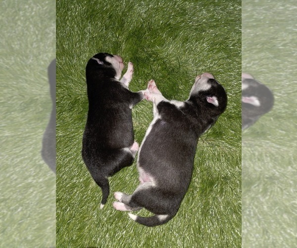 Medium Photo #69 Siberian Husky Puppy For Sale in ALTON, IL, USA