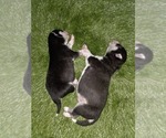 Small Photo #69 Siberian Husky Puppy For Sale in ALTON, IL, USA