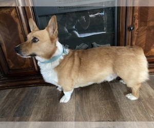 Father of the Pembroke Welsh Corgi puppies born on 03/16/2023