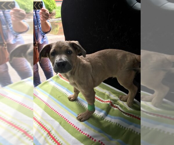 Medium Photo #7 Black Mouth Cur-German Shepherd Dog Mix Puppy For Sale in Rosenberg, TX, USA
