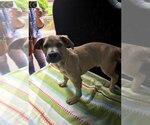 Small #6 Black Mouth Cur-German Shepherd Dog Mix