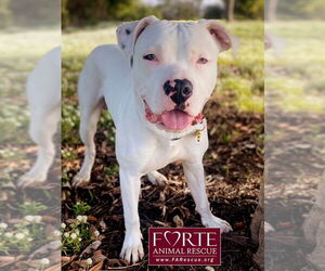 American Staffordshire Terrier-Unknown Mix Dogs for adoption in Marina del Rey, CA, USA