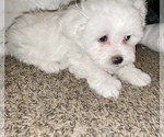 Small Photo #3 Maltese Puppy For Sale in KANSAS CITY, MO, USA