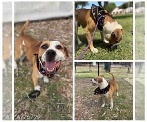 American Staffordshire Terrier-Unknown Mix Dogs for adoption in San Antonio, TX, USA