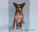Small #3 Australian Shepherd