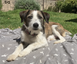 Mother of the Border-Aussie puppies born on 04/20/2025