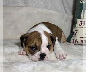 English Bulldog Puppy for sale in JOHNS ISLAND, SC, USA