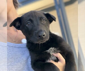 Asher - Male Borador Dog for Adoption - Photo #3