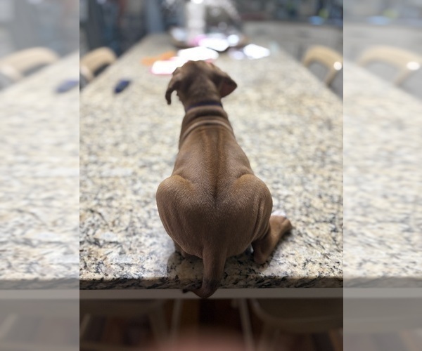 Medium Photo #9 Rhodesian Ridgeback Puppy For Sale in GARRETSON, SD, USA