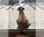 Small #8 Rhodesian Ridgeback