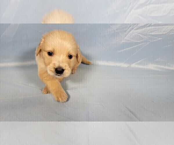Medium Photo #35 Golden Retriever Puppy For Sale in FALCON, CO, USA