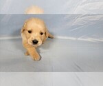 Small Photo #35 Golden Retriever Puppy For Sale in FALCON, CO, USA