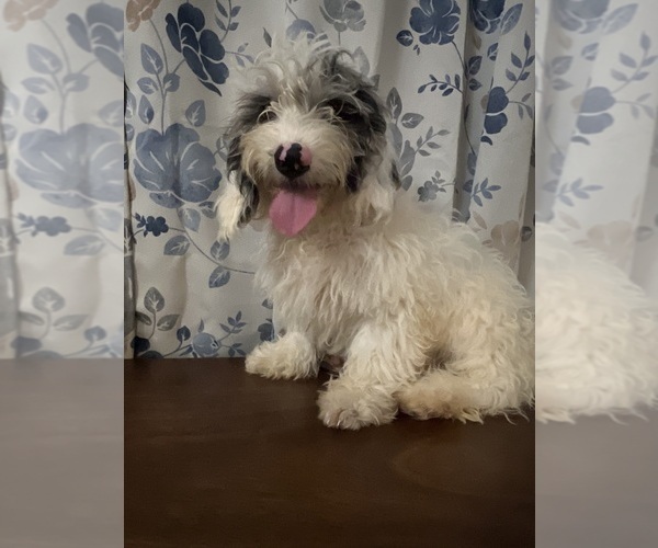 Medium Photo #9 Cavapoo-Poodle (Miniature) Mix Puppy For Sale in DURHAM, CT, USA