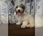 Small #8 Cavapoo-Poodle (Miniature) Mix