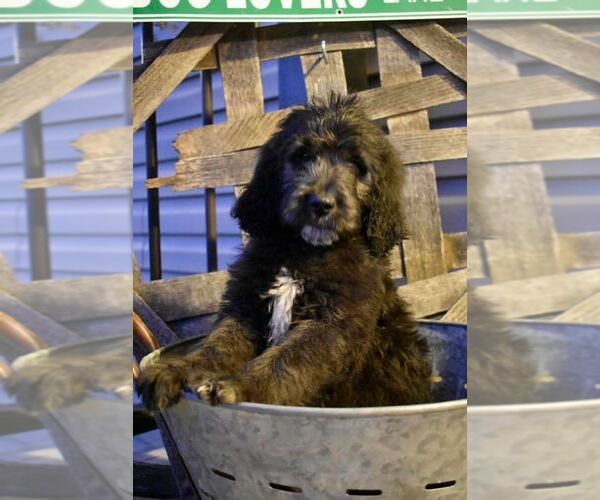 Medium Photo #3 Goldendoodle Puppy For Sale in GREENEVILLE, TN, USA
