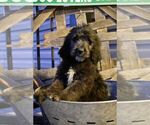 Small Photo #3 Goldendoodle Puppy For Sale in GREENEVILLE, TN, USA