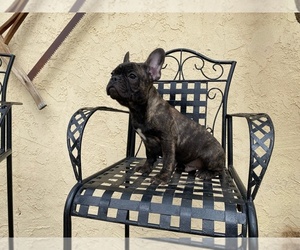 French Bulldog Puppy for sale in MORENO VALLEY, CA, USA