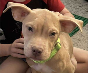 American Pit Bull Terrier-American Staffordshire Terrier Mix Dogs for adoption in Wenonah, NJ, USA