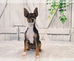 Small Mutt