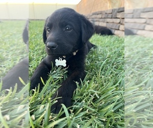 Golden Labrador-Labrador Retriever Mix Puppy for sale in LANCASTER, CA, USA