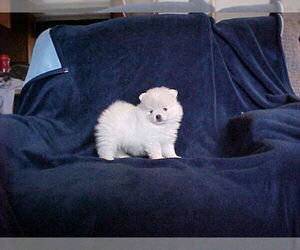 Pomeranian Puppy for sale in APPLE VALLEY, CA, USA