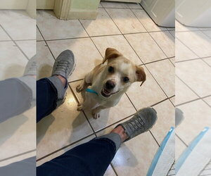 Culver-in a foster home - Male Cheagle Dog for Adoption - Photo #2