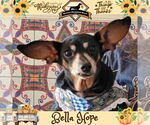 Small #14 Dachshund Mix