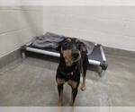 Small Miniature Pinscher