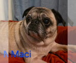 Small Photo #3 Pug Puppy For Sale in Indianapolis, IN, USA