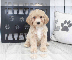 Poochon Puppy for sale in MARIETTA, GA, USA