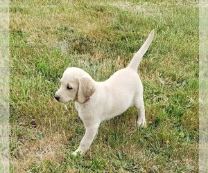 Labrador Retriever Puppy for sale in OLYMPIA, WA, USA