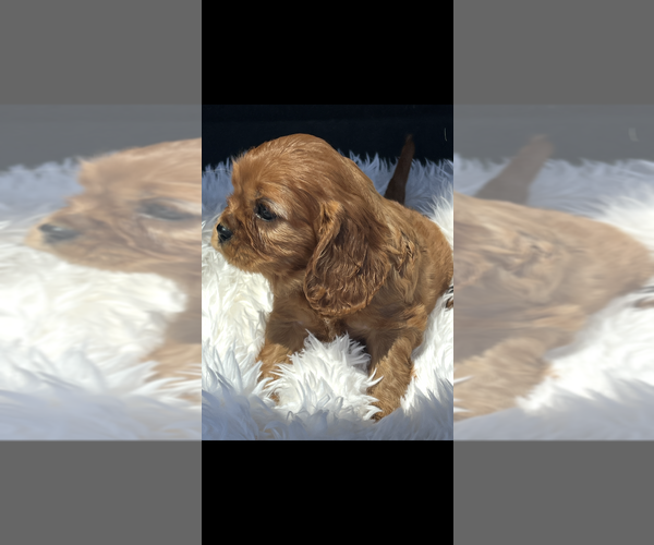 Medium Photo #2 Cavalier King Charles Spaniel Puppy For Sale in NILES, MI, USA